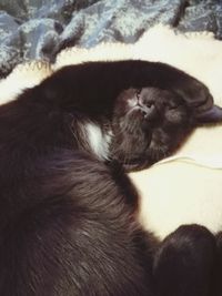 Close-up of cat sleeping on bed