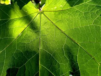 Full frame shot of green leaves