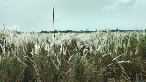 Wheat field against sky