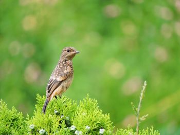 Close-up of bird perching on plant
