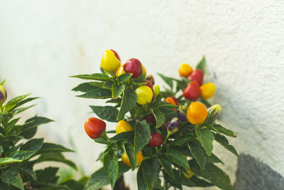 Close-up of fruits growing on tree