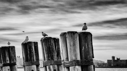 Seagull perching on wooden post against sky