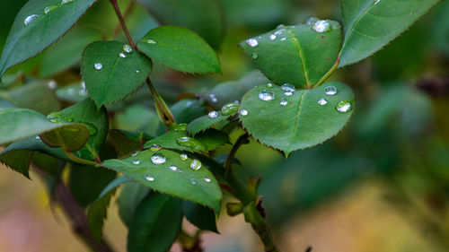 Close-up of wet plant leaves during rainy season