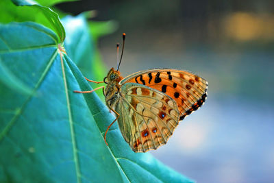 Butterfly perching on leaf