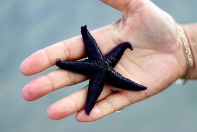Human hand holding black starfish - close up