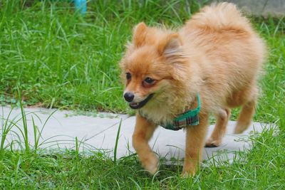 Dog lying on grass