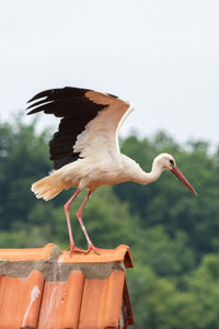 Close-up of bird flying against the sky