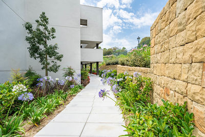 Footpath amidst plants against sky