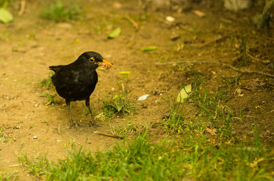 Close-up of bird