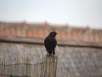 Close-up of bird perching on railing against sky