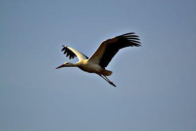 Low angle view of bird flying against clear sky