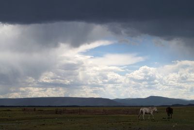 Cows grazing on field against cloudy sky