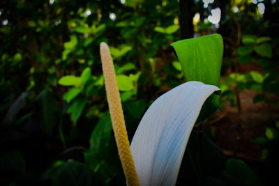 Close-up of white flowering plant