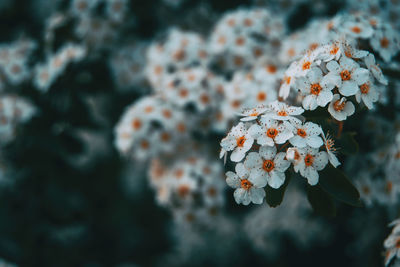 Close-up of cherry blossom