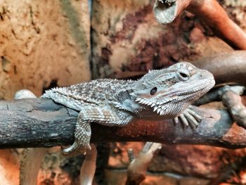 Close-up of lizard on rock