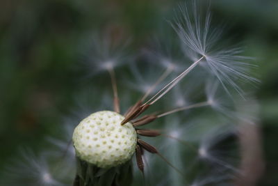 Close-up of dandelion on plant