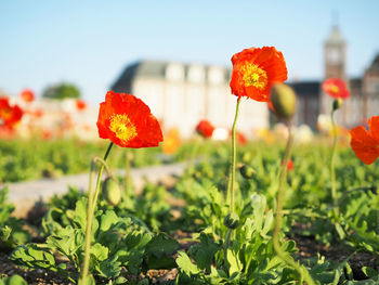 Close-up of red poppy flowers in field