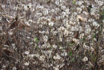 Close-up of flowering plants on field