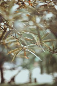 Close-up of fresh plant
