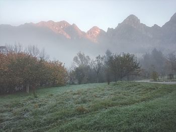 Trees on field against mountains