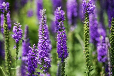 Close-up of purple flowering plants on field