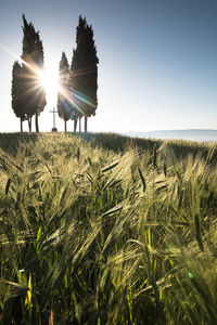 Scenic view of field against bright sun