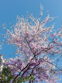 Low angle view of cherry blossoms in spring against sky