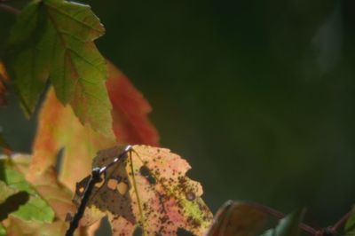 Close-up of maple leaf on plant