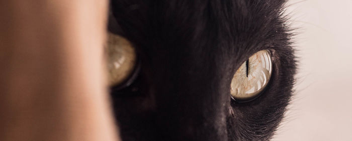 Close-up of a cat