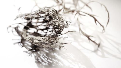 Close-up of dried plant against white background