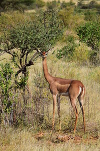 Side view of horse in forest