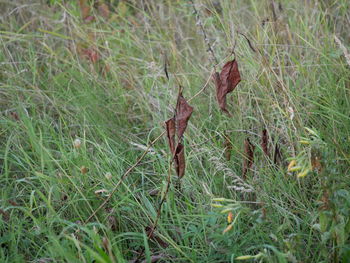 Full frame shot of grassy field