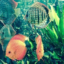 Close-up of fish swimming in sea