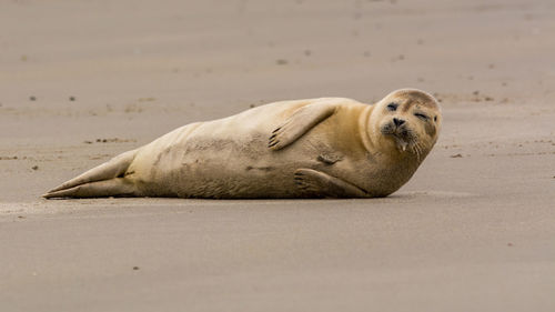 Seal lying on sand