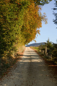 Dirt road along plants and trees during autumn