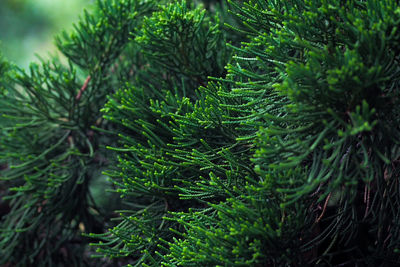Close up of the pine leaves 