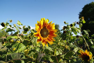 Close-up of yellow flowering plant against sky