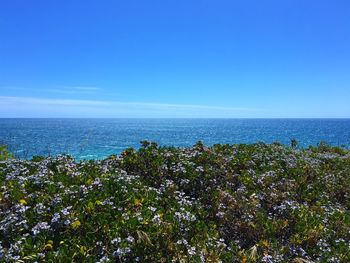 Scenic view of sea against clear blue sky