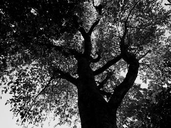 Low angle view of trees against sky