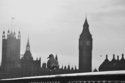 View of seagull on railing