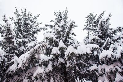 Pine trees on snow covered land against sky