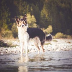 Dog relaxing in forest