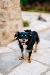 Portrait of black dog standing on footpath