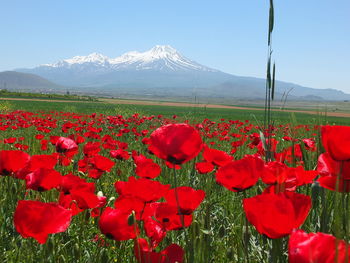 Red poppies on field against sky