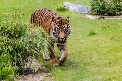 Tiger in a zoo