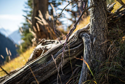 Close-up of tree trunk