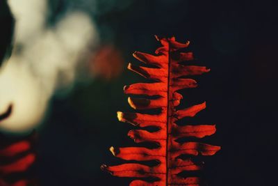 Close-up of red leaves during autumn