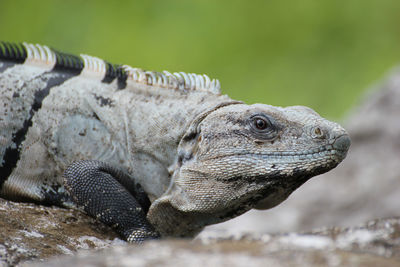 Close-up of iguana