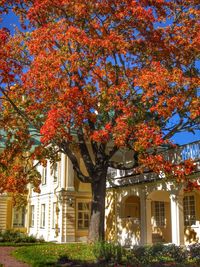 Trees in front of building