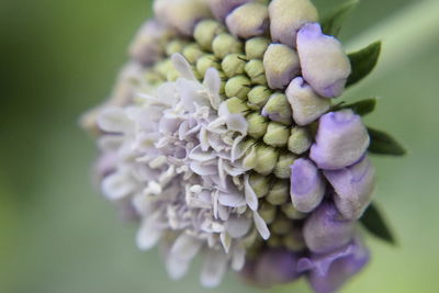 Close-up of purple flowering plant